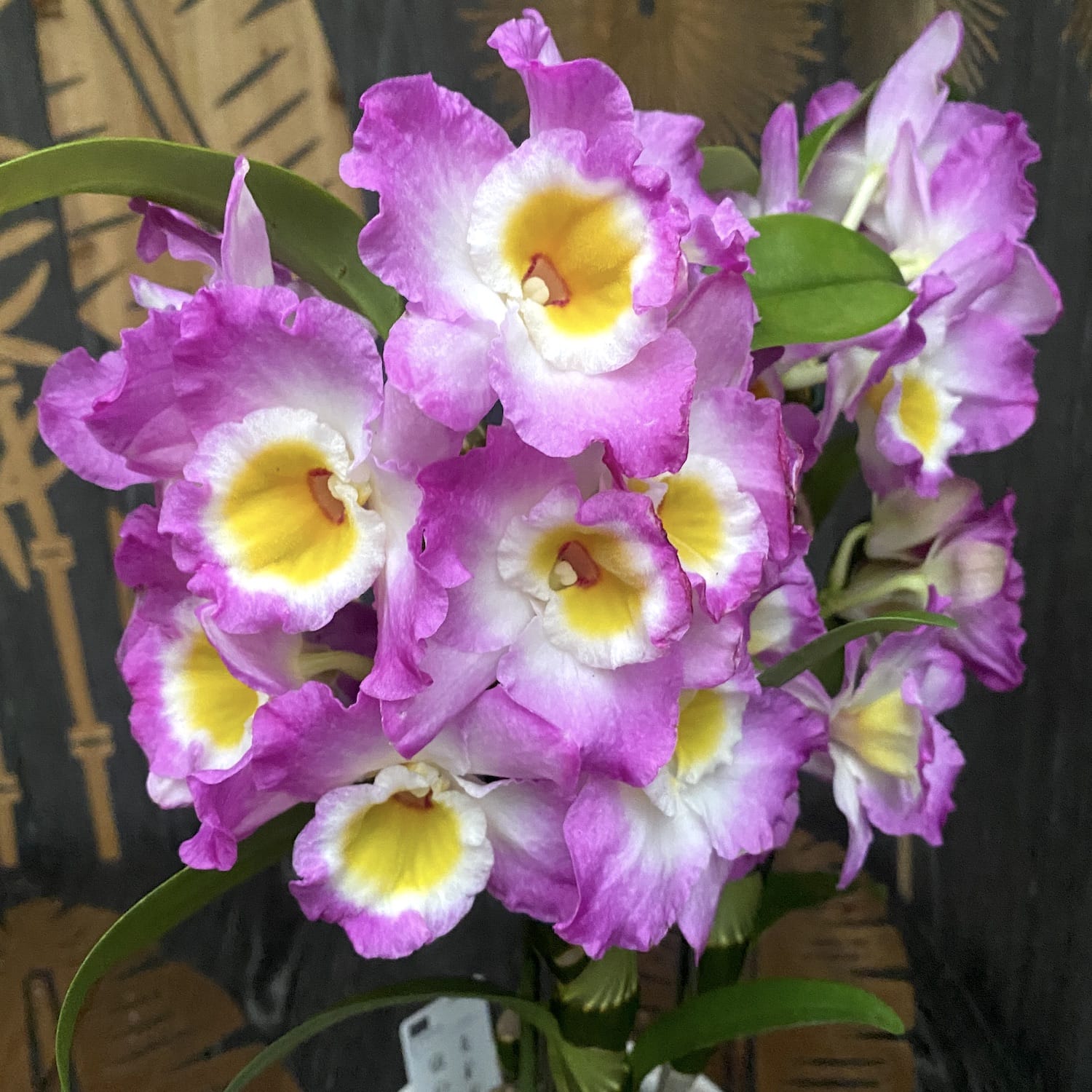 Dendrobium Wave King