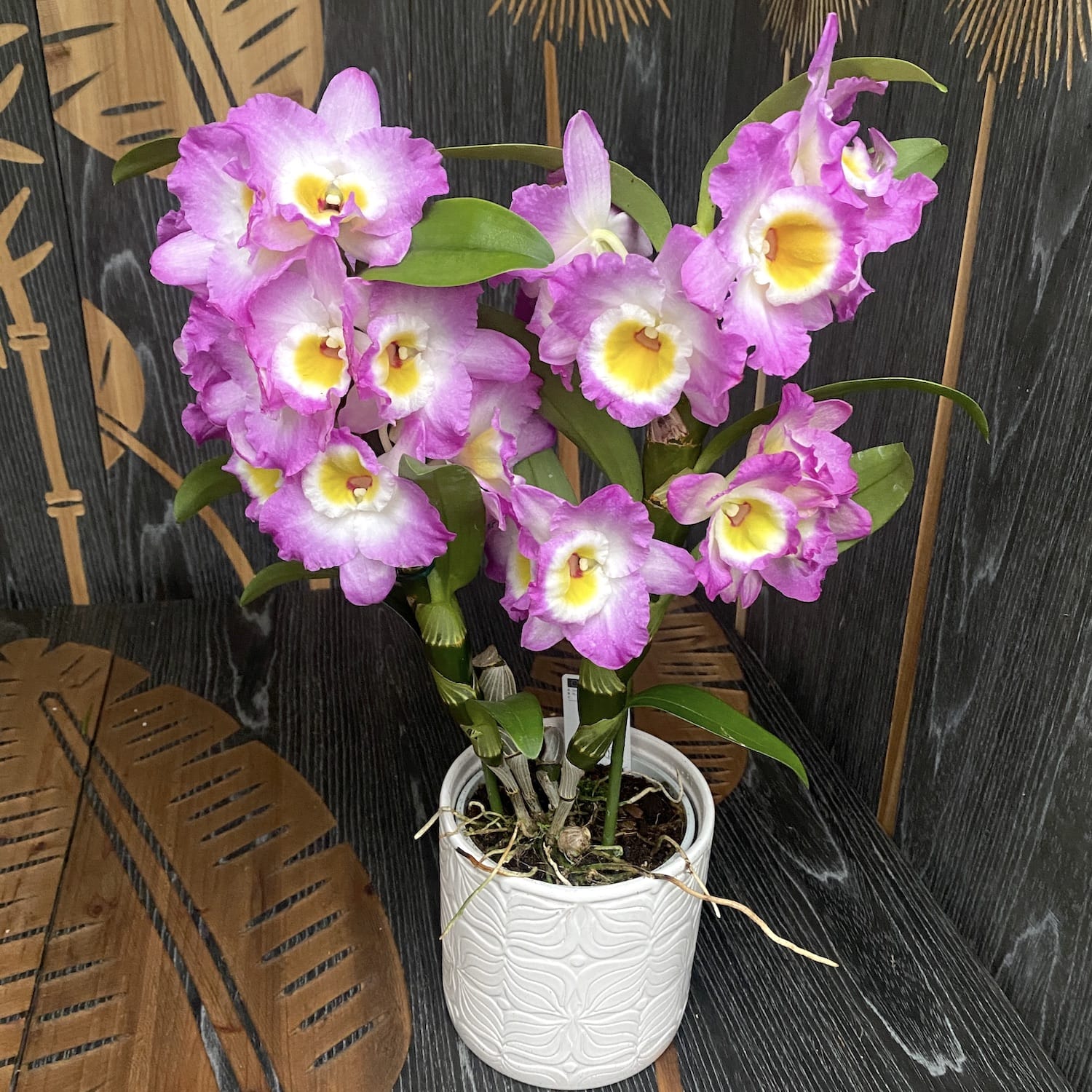 Dendrobium Wave King