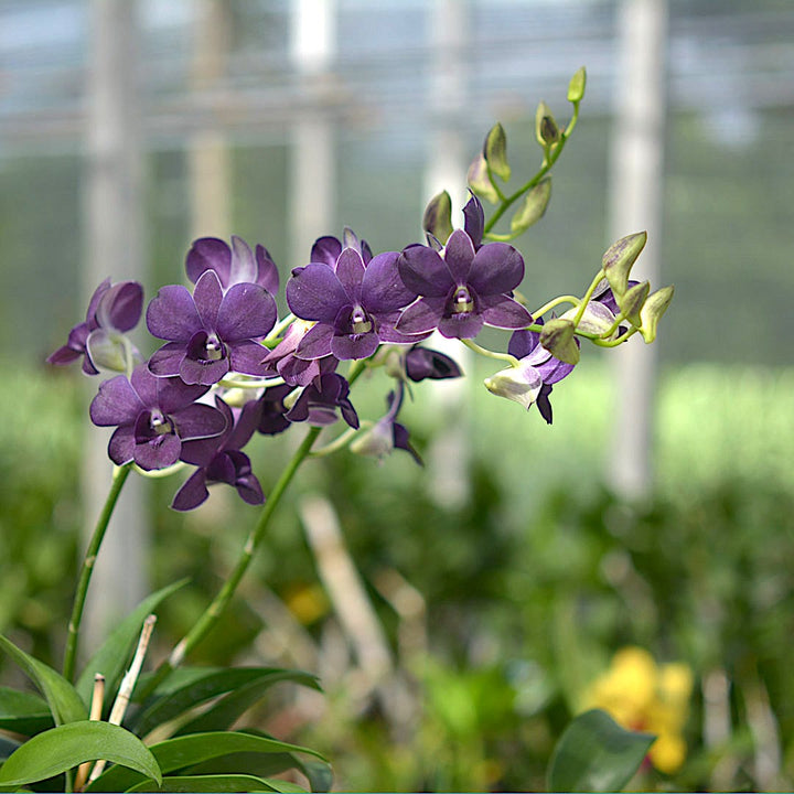 Dendrobium Thai Airwage Blue