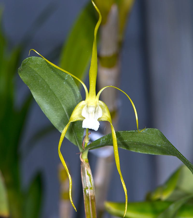 Dendrobium tetragonum var. alba