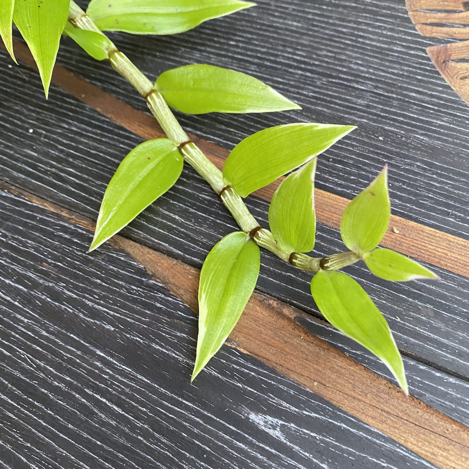 Dendrobium aphyllum (panaché)