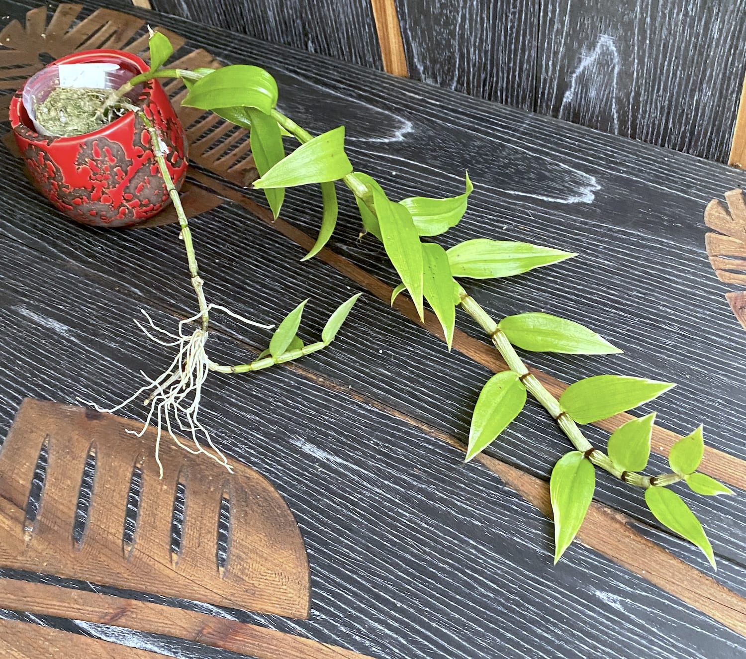 Dendrobium aphyllum (panaché)