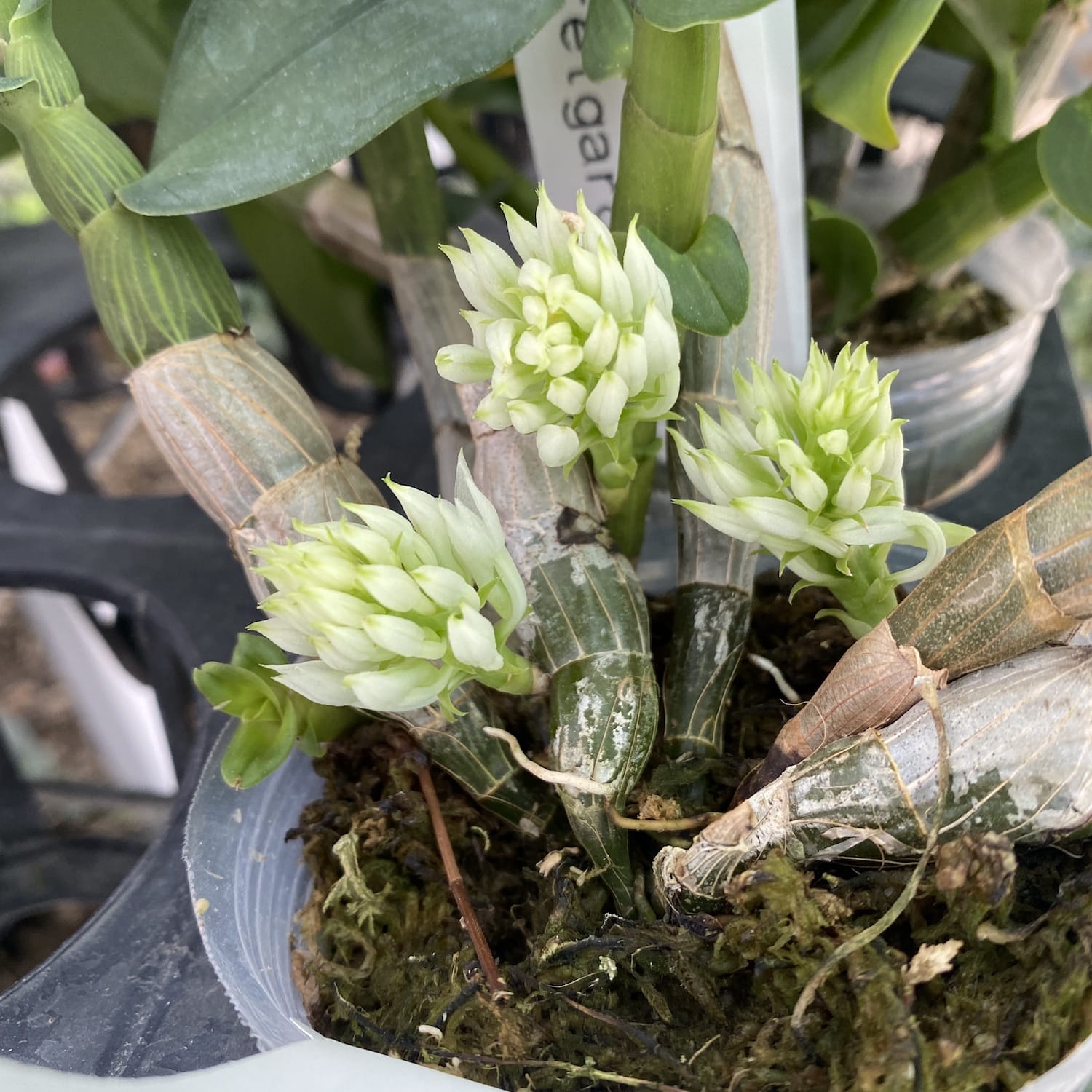 Dendrobium capituliflorum (ophioglossum)