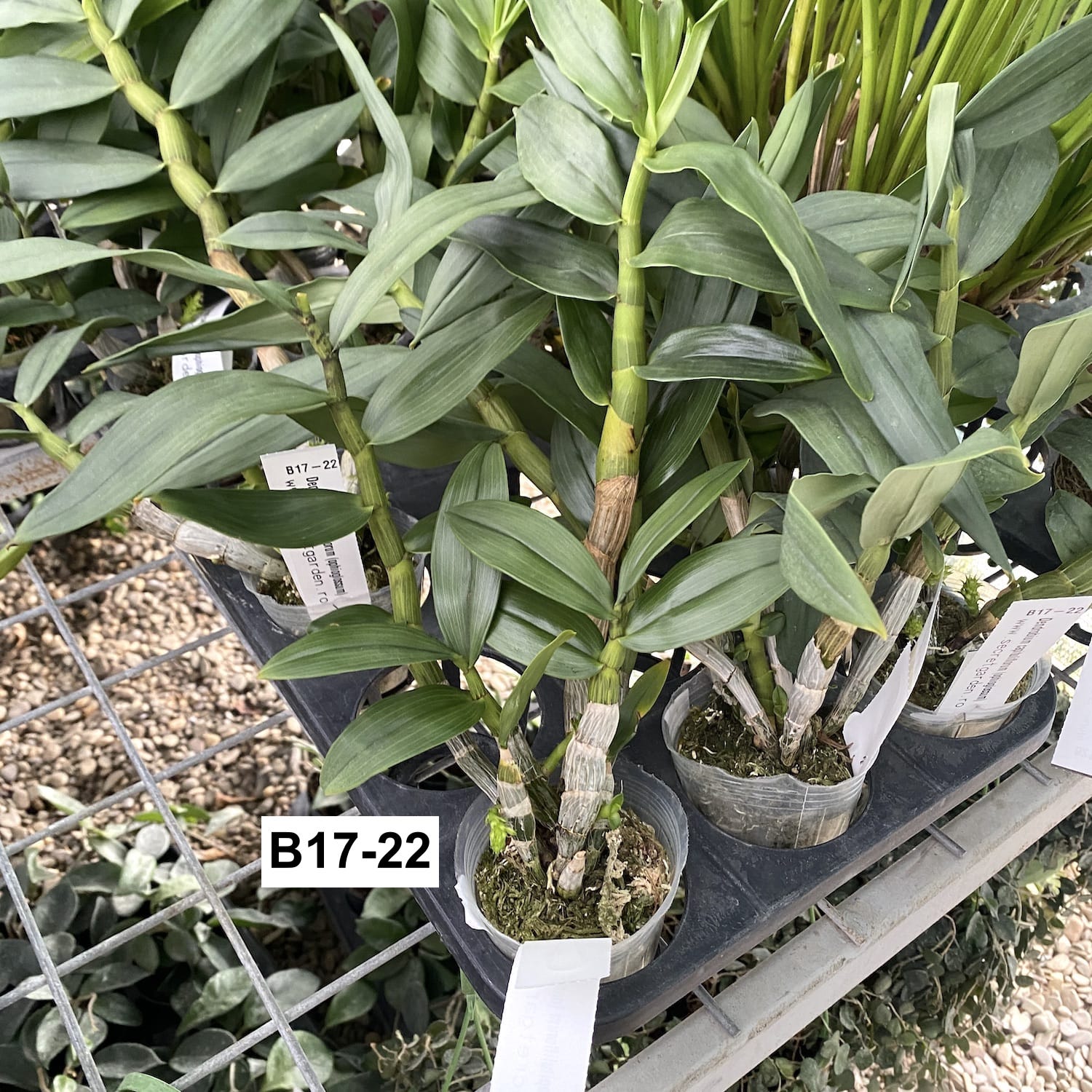 Dendrobium capituliflorum (ophioglossum)