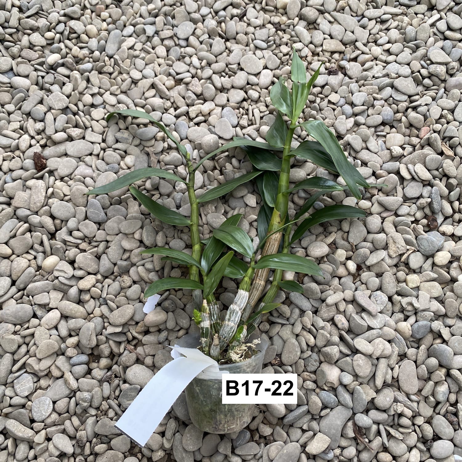 Dendrobium capituliflorum (ophioglossum)