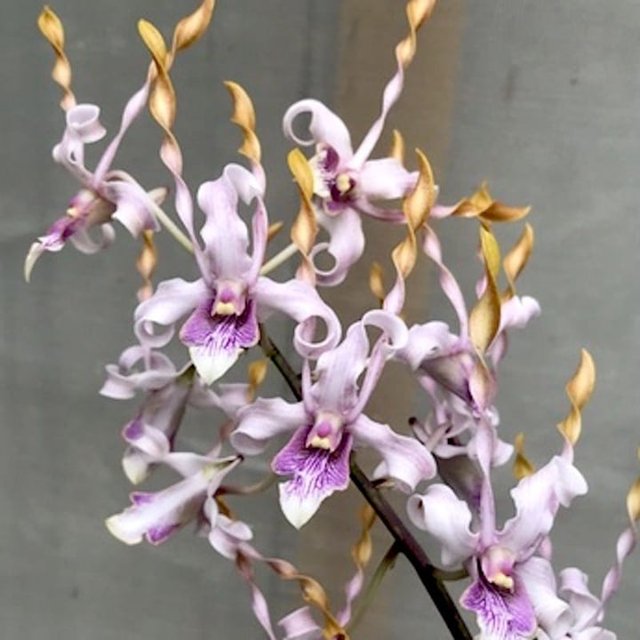 Dendrobium helix × Doctor Uthai