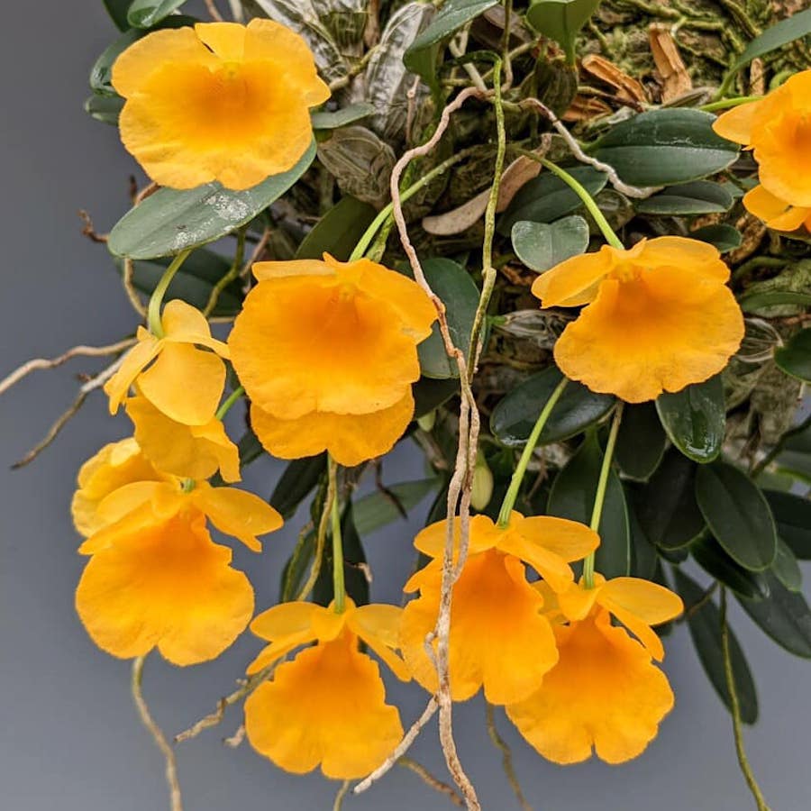 Dendrobium jenkinsii (Jenkins's Dendrobium)