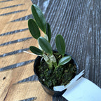 Dendrobium jenkinsii (Jenkins Dendrobium)