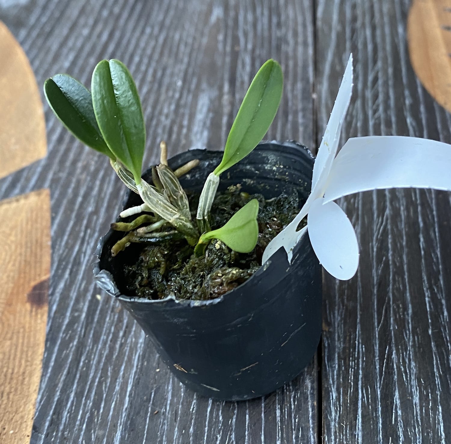 Dendrobium jenkinsii (Jenkins's Dendrobium)