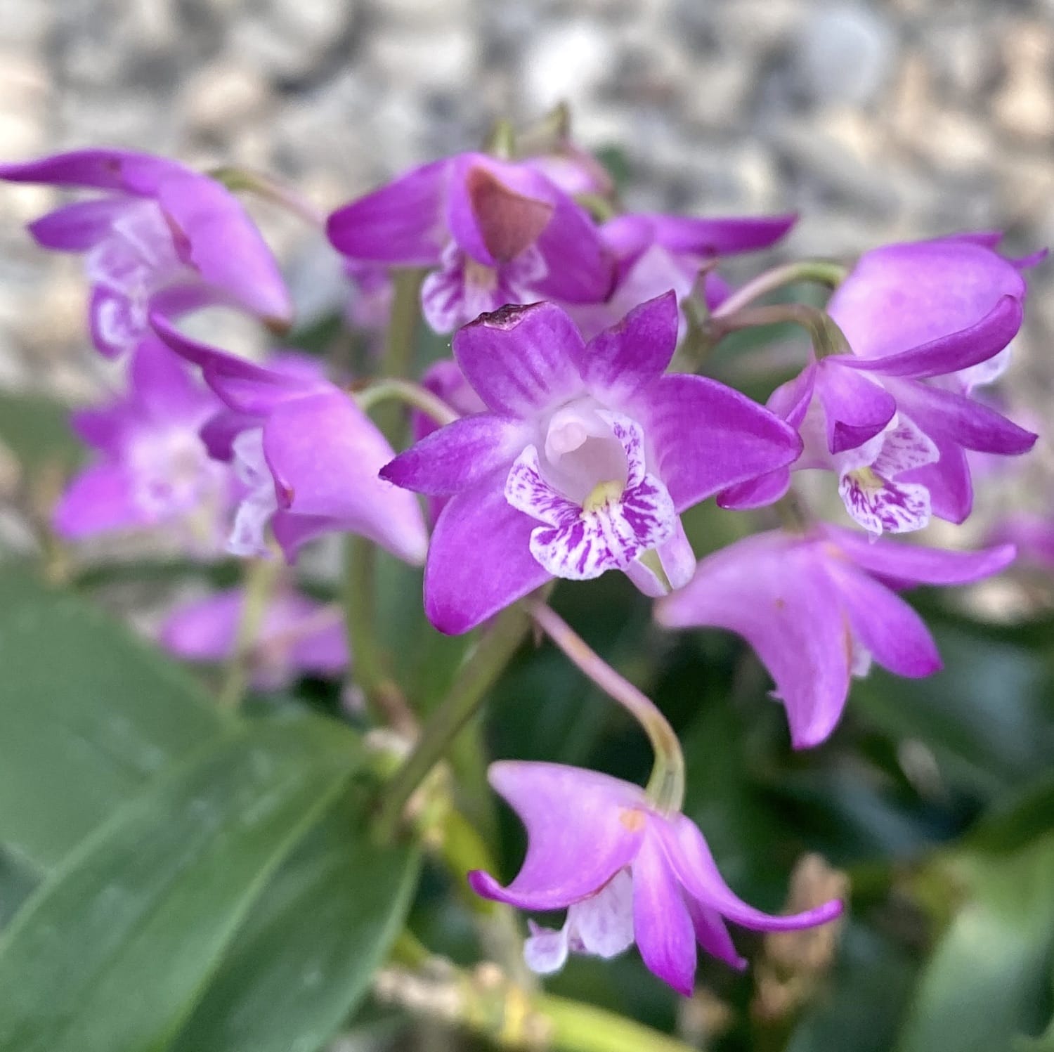 Dendrobium kingianum XL (fiori profumati)