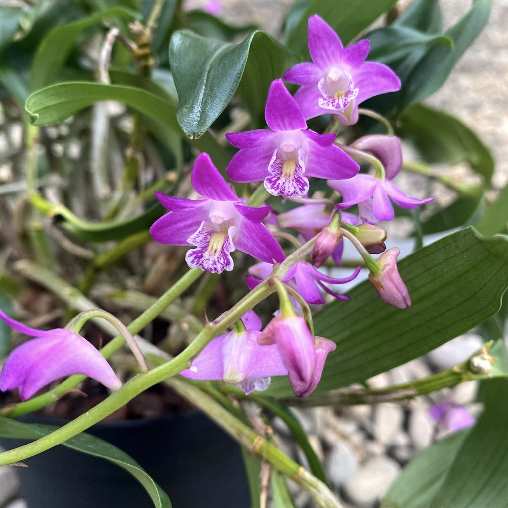 Dendrobium kingianum XL (kwiaty pachnące)