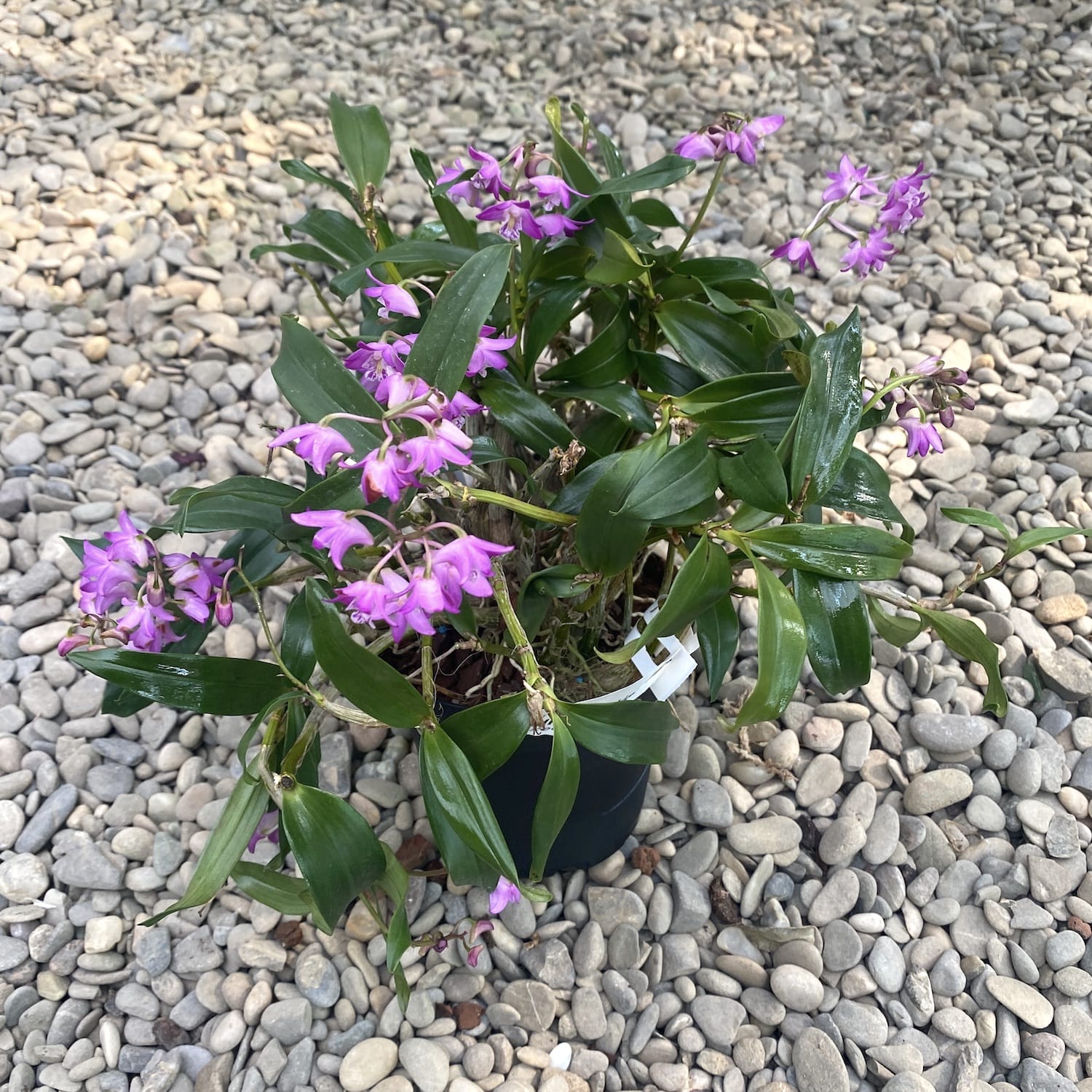 Dendrobium kingianum XL (fiori profumati)