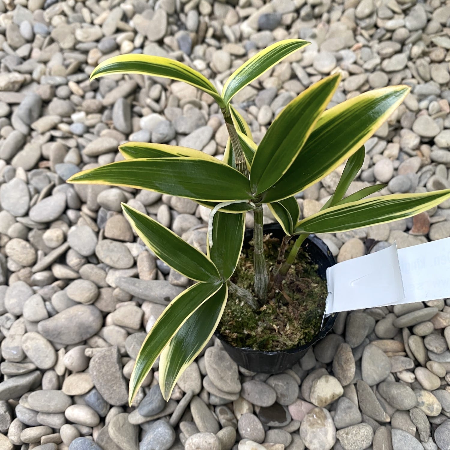 Dendrobium kingianum (variegata) *mirisna