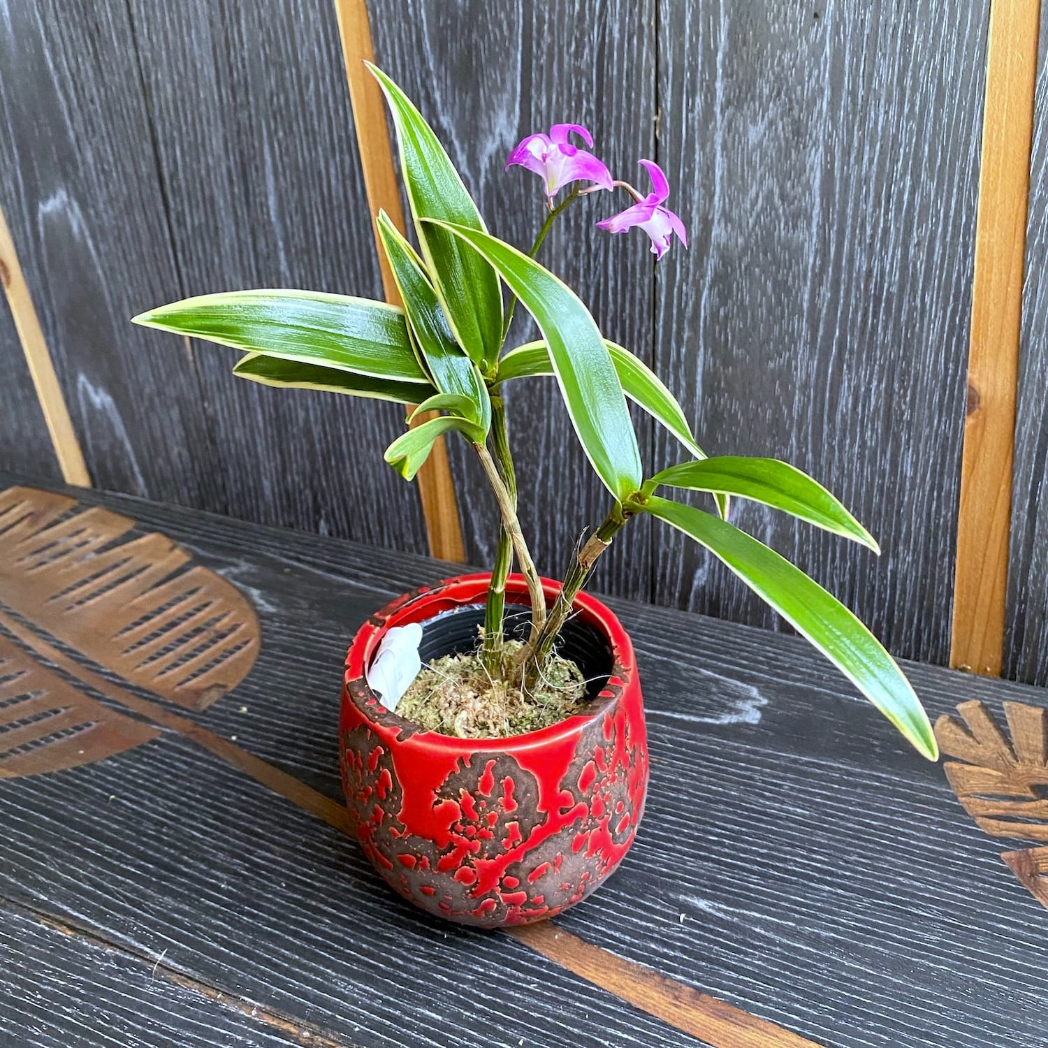 Dendrobium kingianum (variegata) *mirisna