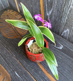 Dendrobium kingianum (variegata) *parfumata