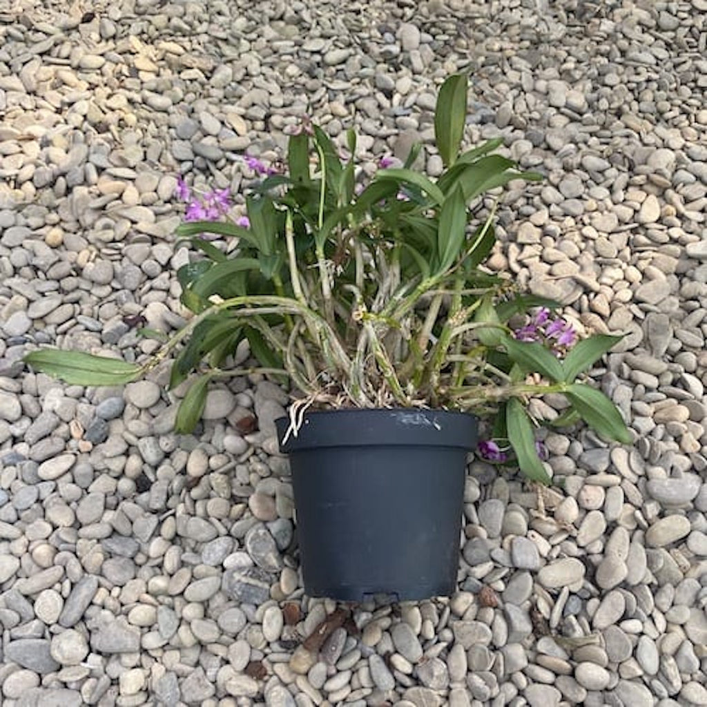 Dendrobium kingianum XL (kwiaty pachnące)