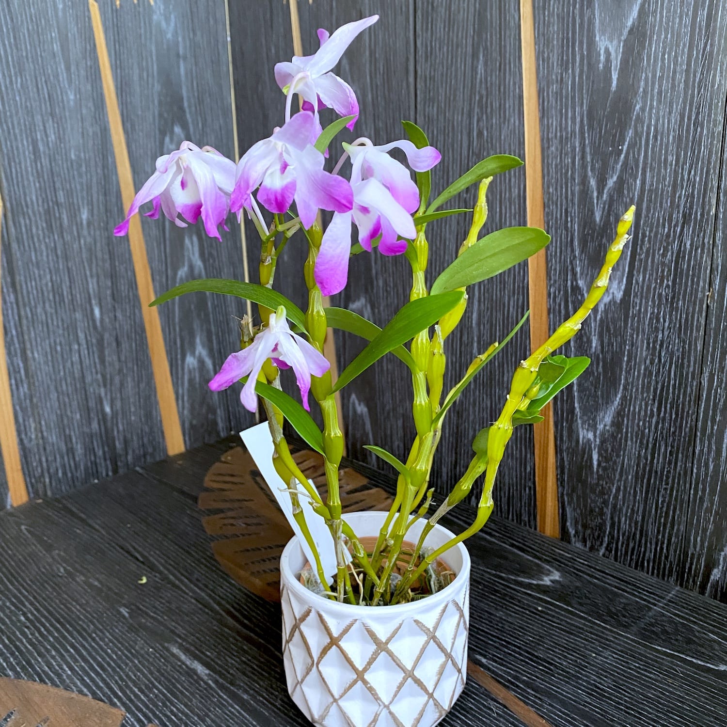 Dendrobium linawianum