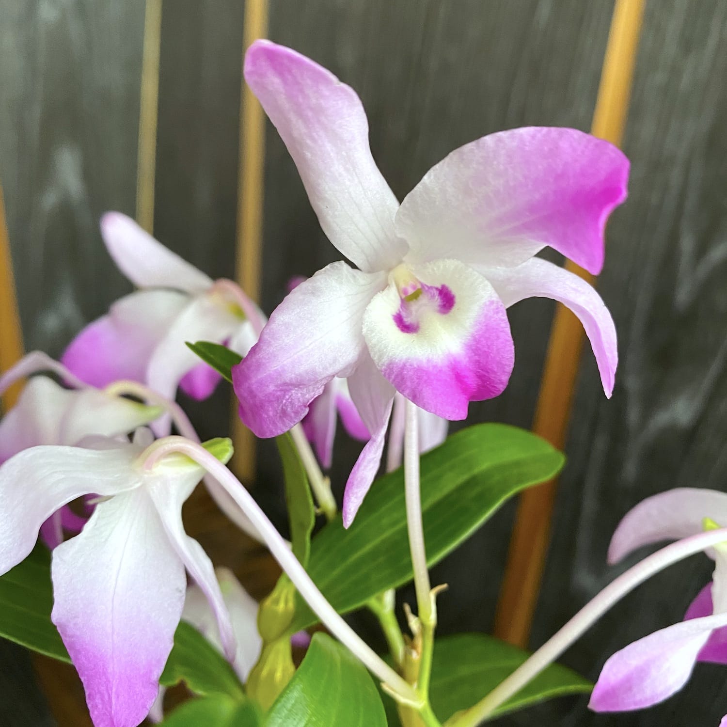 Dendrobium linawianum