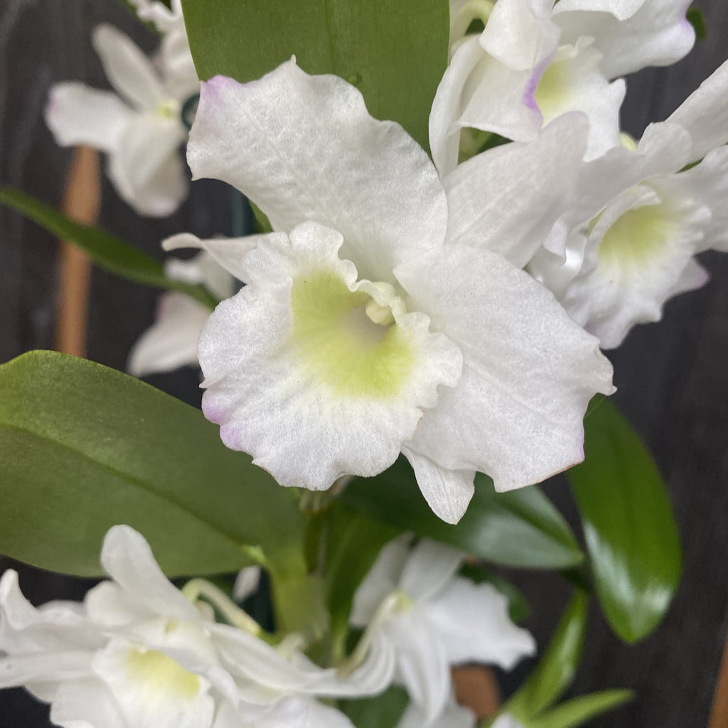 Dendrobium nobile Apollon (fleurs parfumées)