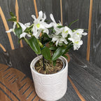 Dendrobium nobile alb (fiori leggermente profumati)