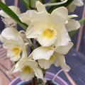 Dendrobium nobile Vanilla (fragrant flowers)