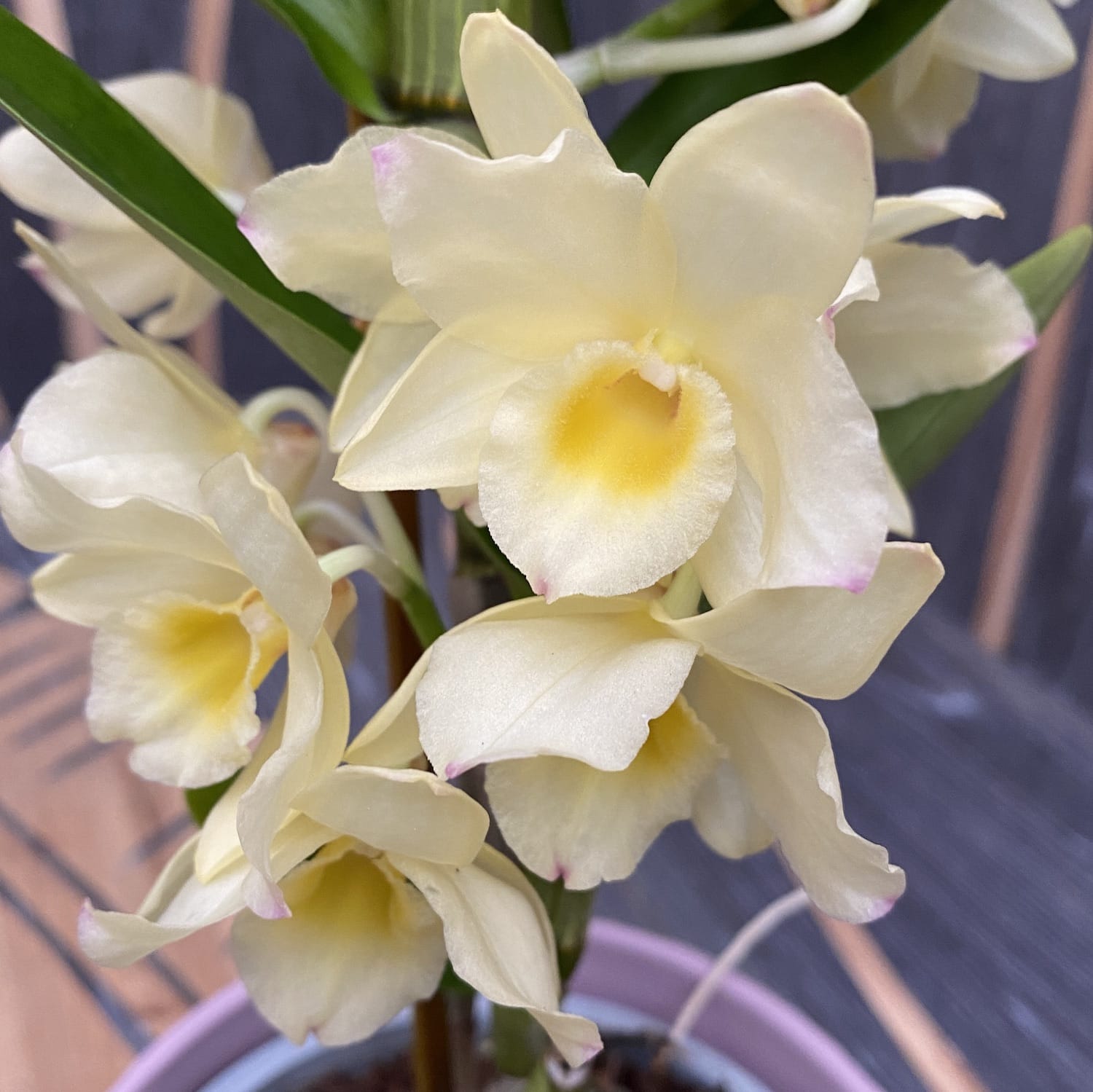 Dendrobium nobile Vanilla (fragrant flowers)