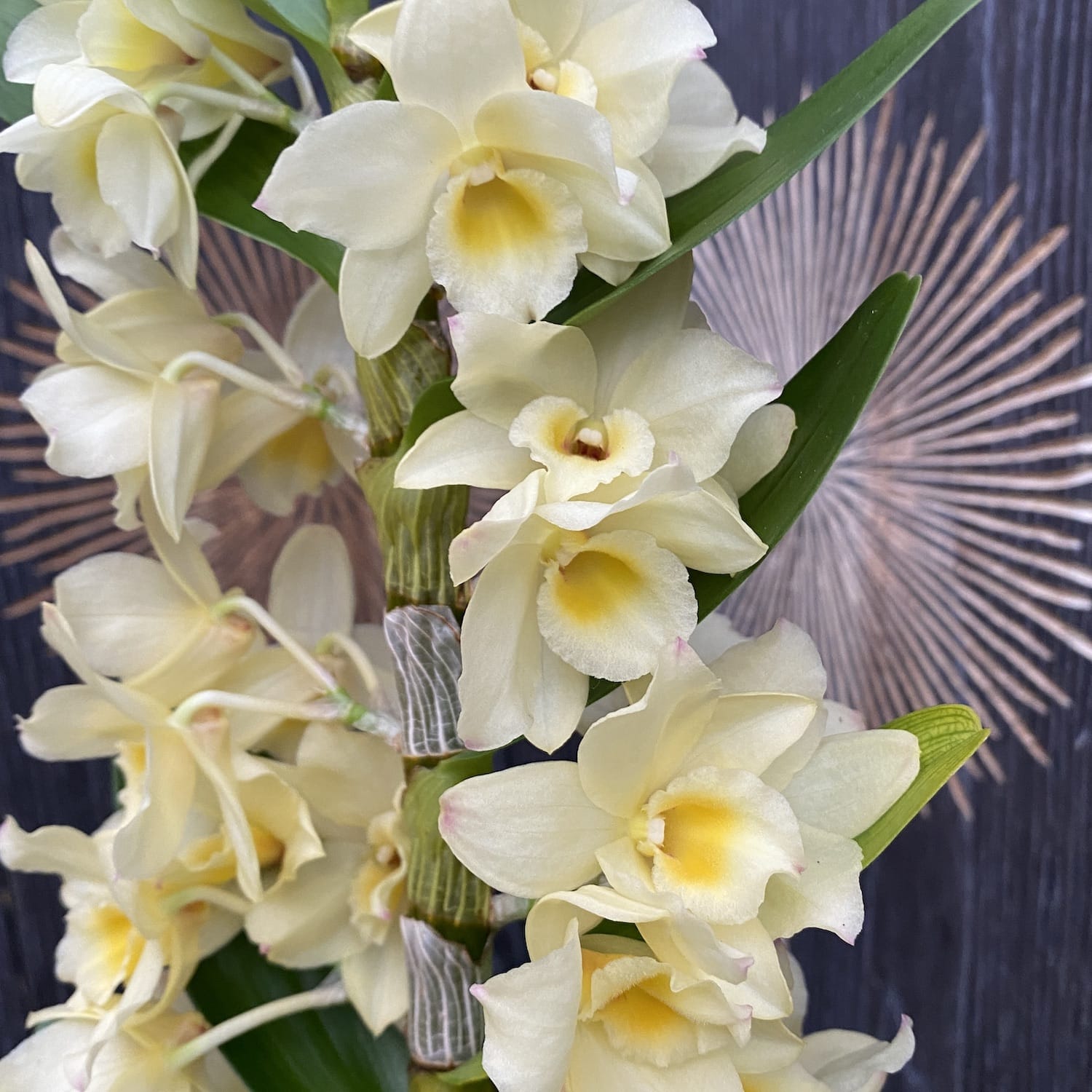 Dendrobium nobile Vanilla (fragrant flowers)