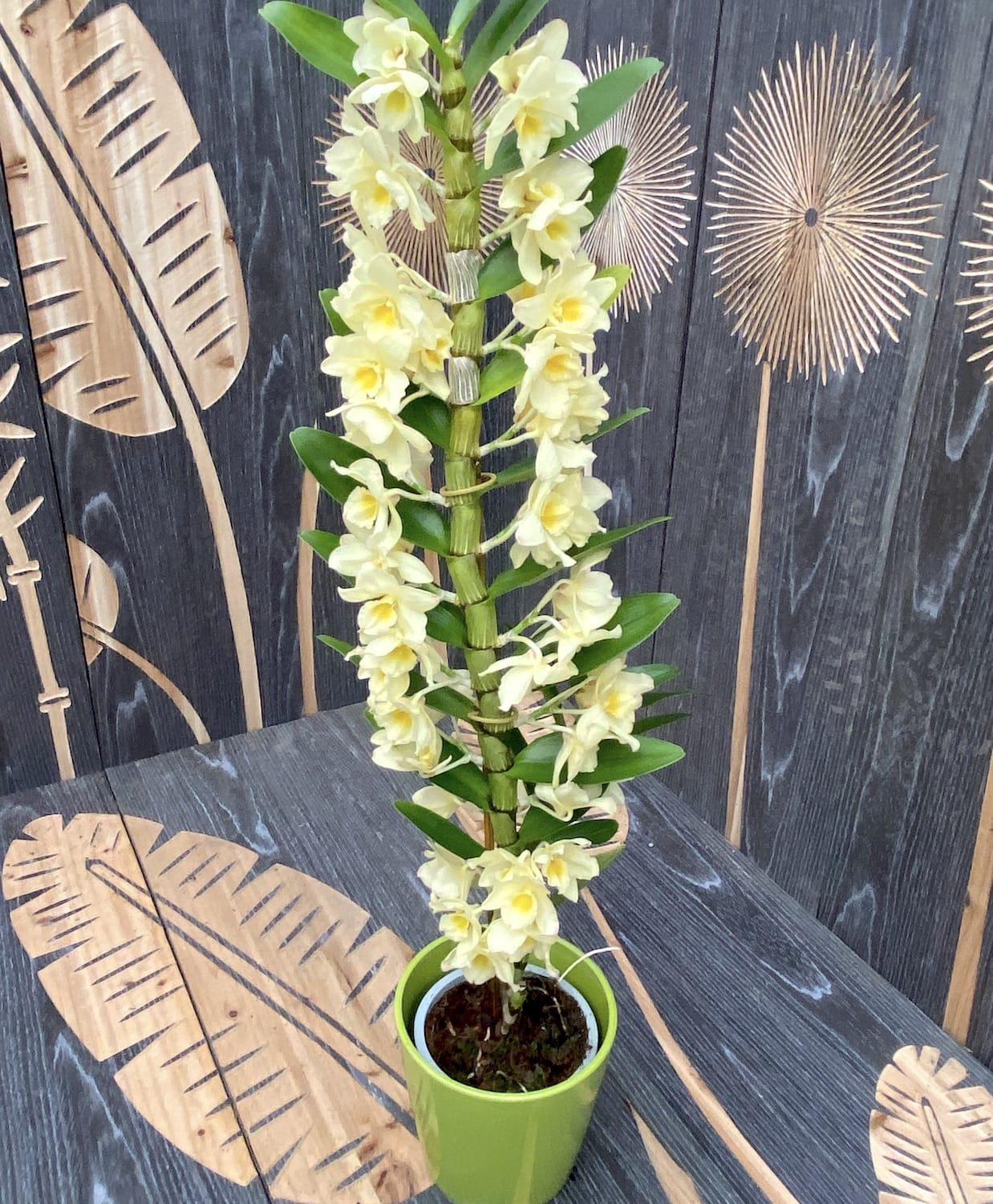 Dendrobium nobile Vanilla (fragrant flowers)