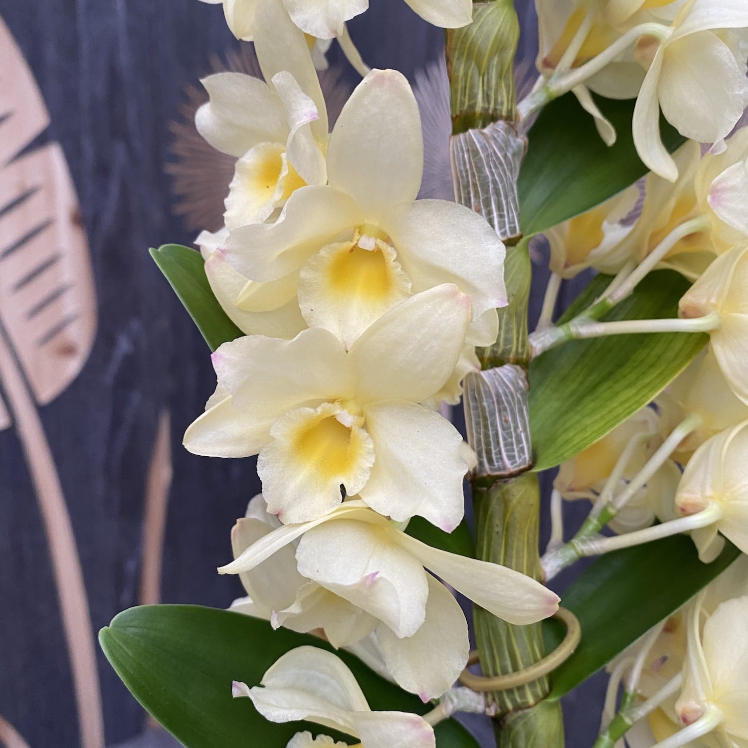 Dendrobium nobile Vanilla (fragrant flowers)