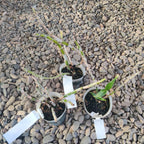 Dendrobium smillieae var. album