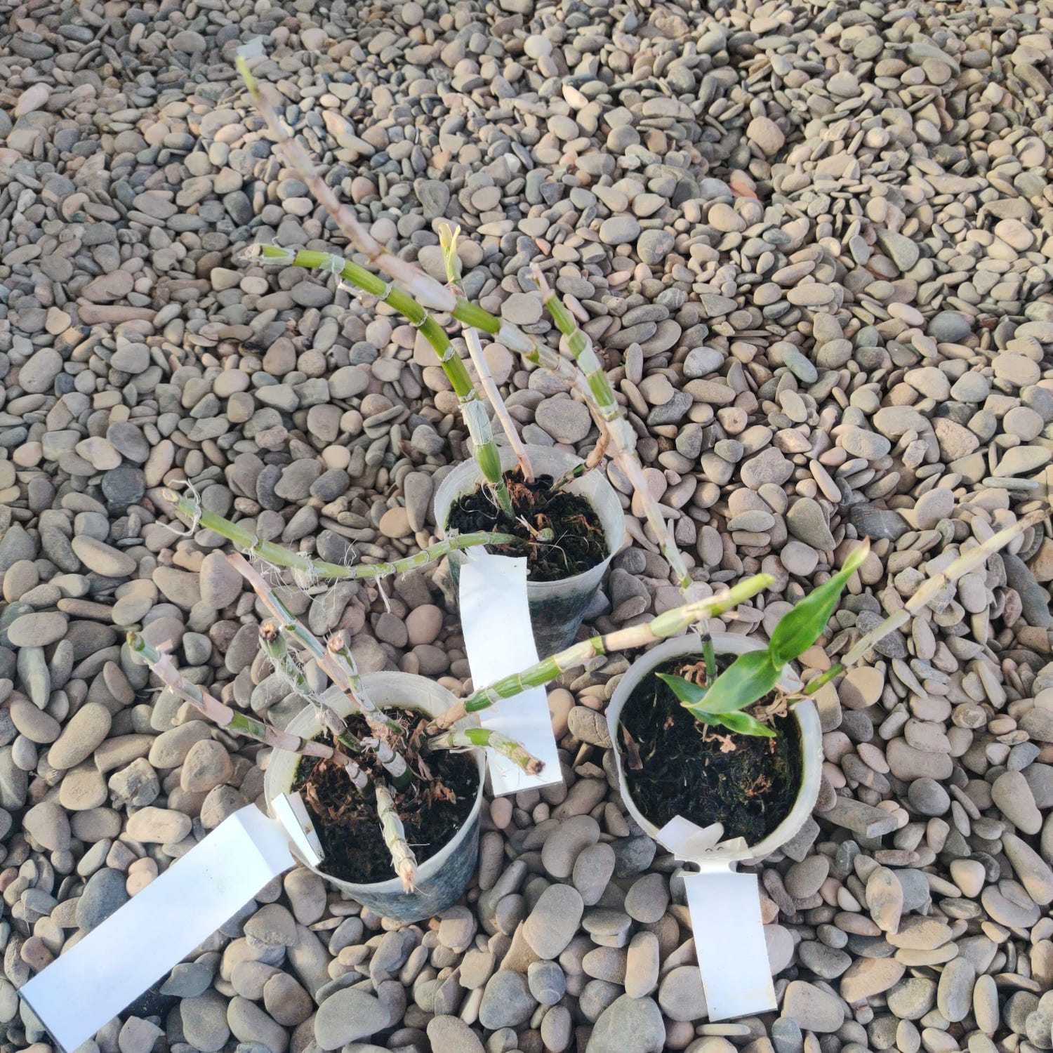 Dendrobium smillieae var. album