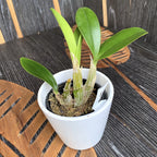 Dendrobium speciosum 'Golden Rain' - duftende Blüten