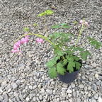 Dicentra spectabilis (Cerceii Doamnei) de gradina