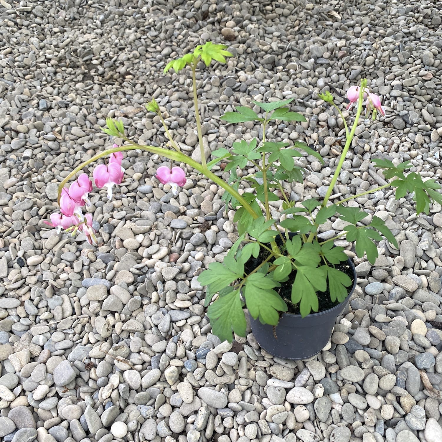 Dicentra spectabilis (Pendientes de la Señora) de jardín