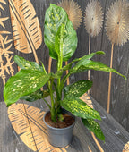 Dieffenbachia Picta