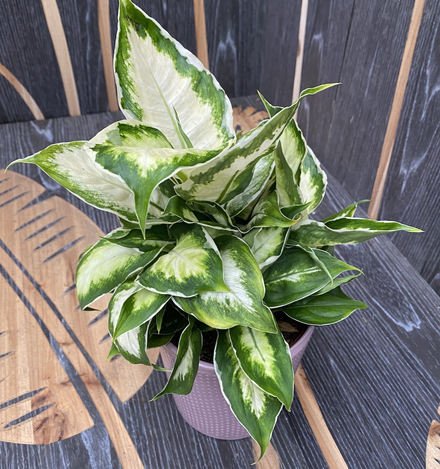 cool beauty dieffenbachia Dieffenbachia 'Cool Beauty' – Secret Garden Plant Shop