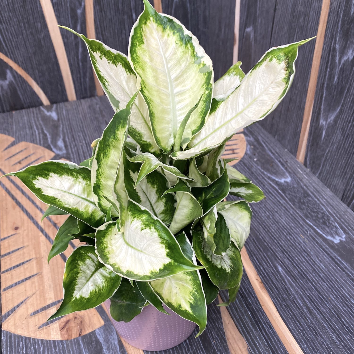 dieffenbachia cool beauty Dieffenbachia 'Cool Beauty' – Secret Garden Plant Shop