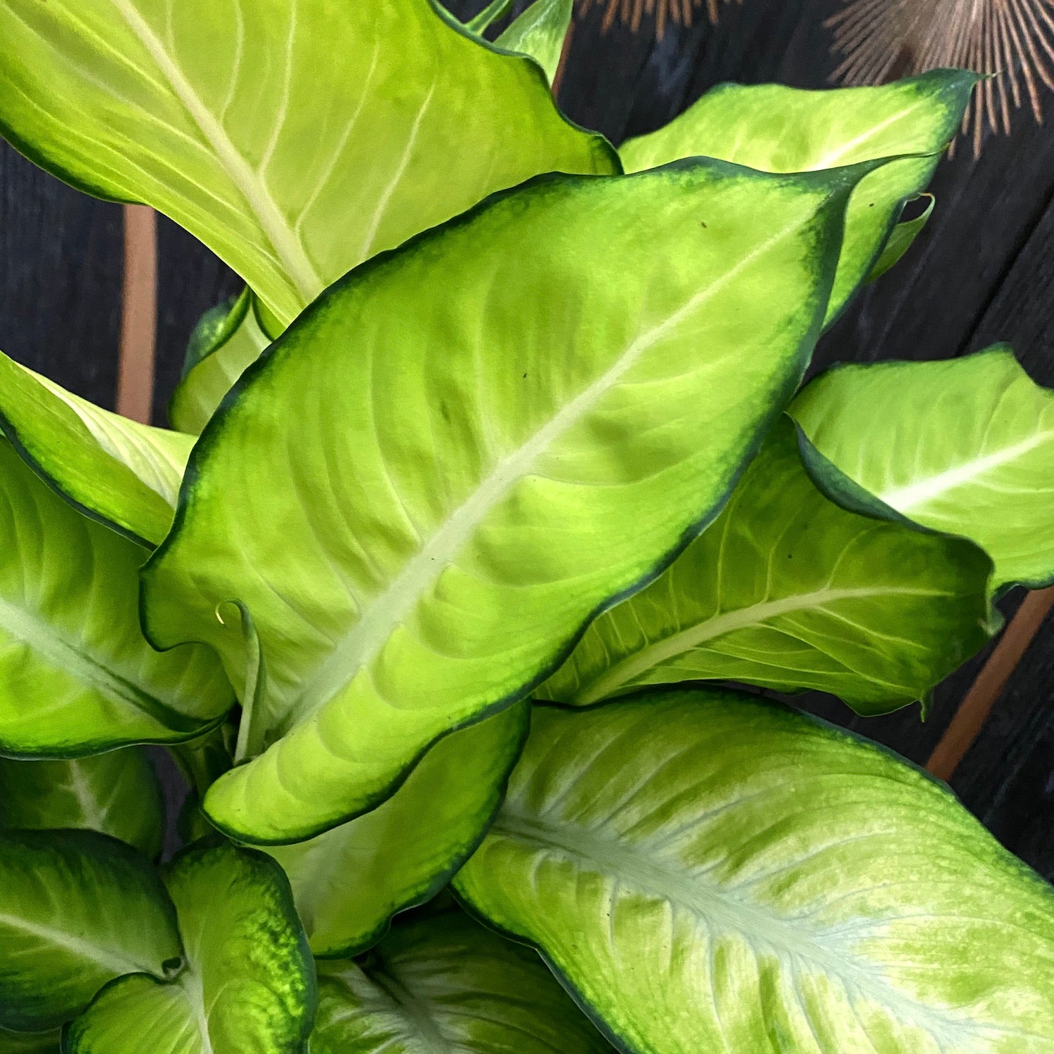 dieffenbachia maculata 'summer style' Dieffenbachia 'Summer Style' – tropical elegance in green and cream – Secret Garden Plant Shop