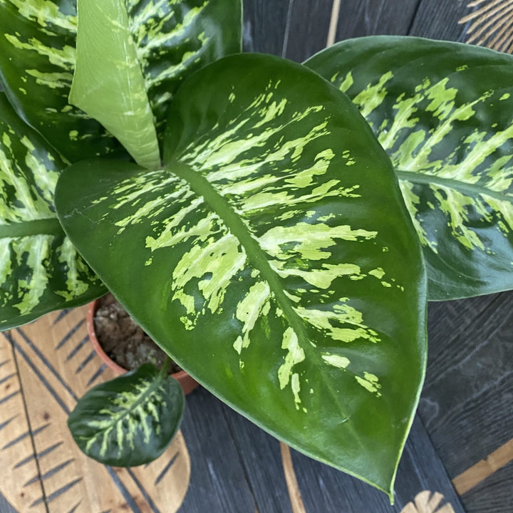 Dieffenbachia seguine 'Tropic Snow'