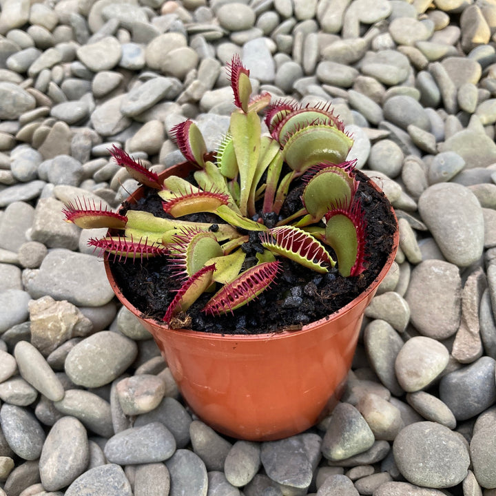 Dionaea Muscipula Red Dragon