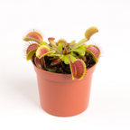 Dionaea Muscipula (Venus Flytrap) - O planta carnivora de exceptie