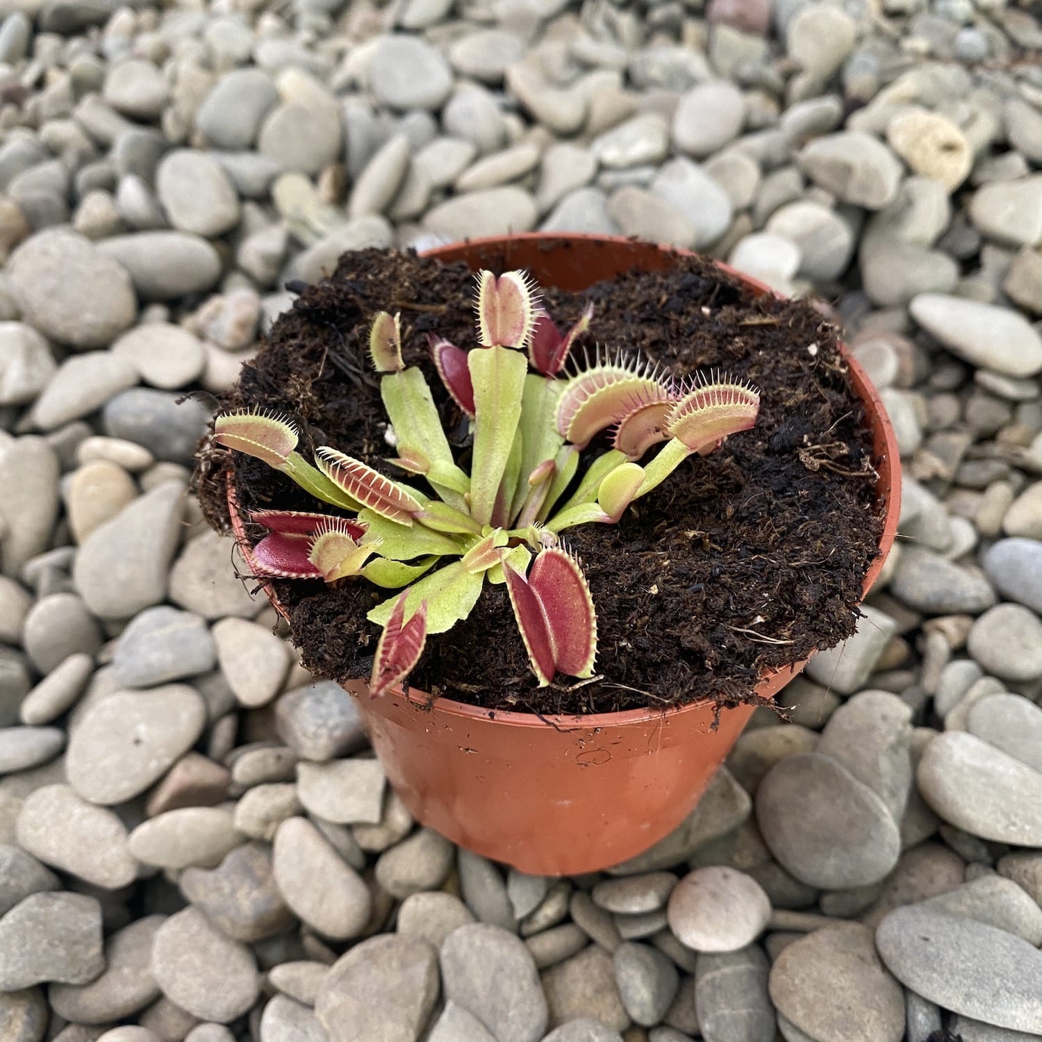 Dionaea muscipula 'Red Dragon' (Venus Flytrap)