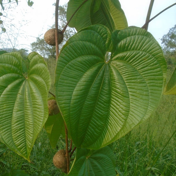 Dioscorea bulbifera - Air Potato plant