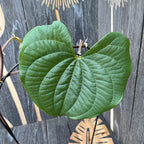 Dioscorea bulbifera - Air Potato plant