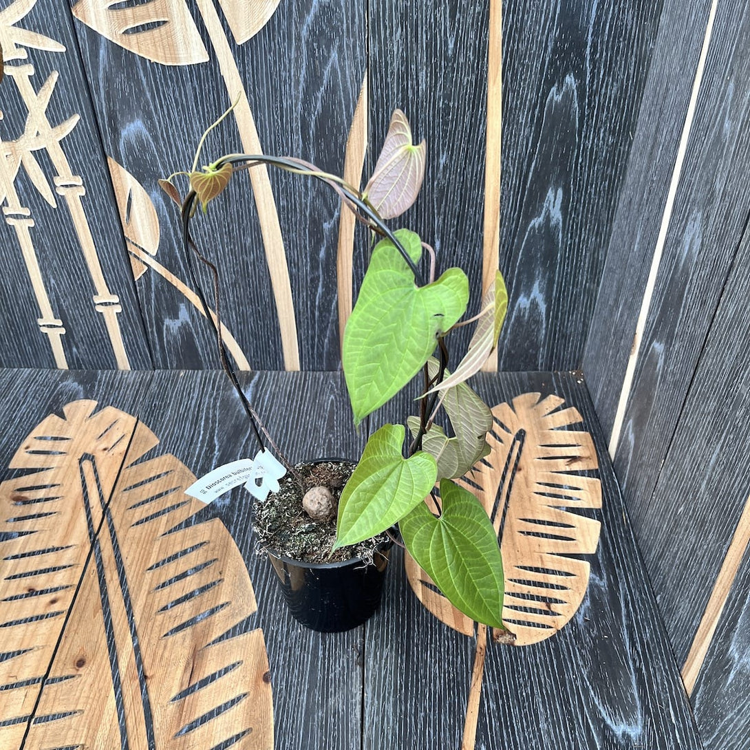Dioscorea bulbifera - Air Potato plant