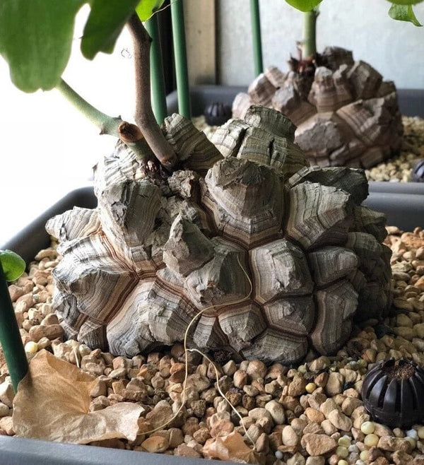 Dioscorea elephantipes - Elefantenfuß, Schildkrötenpanzer (Caudex)