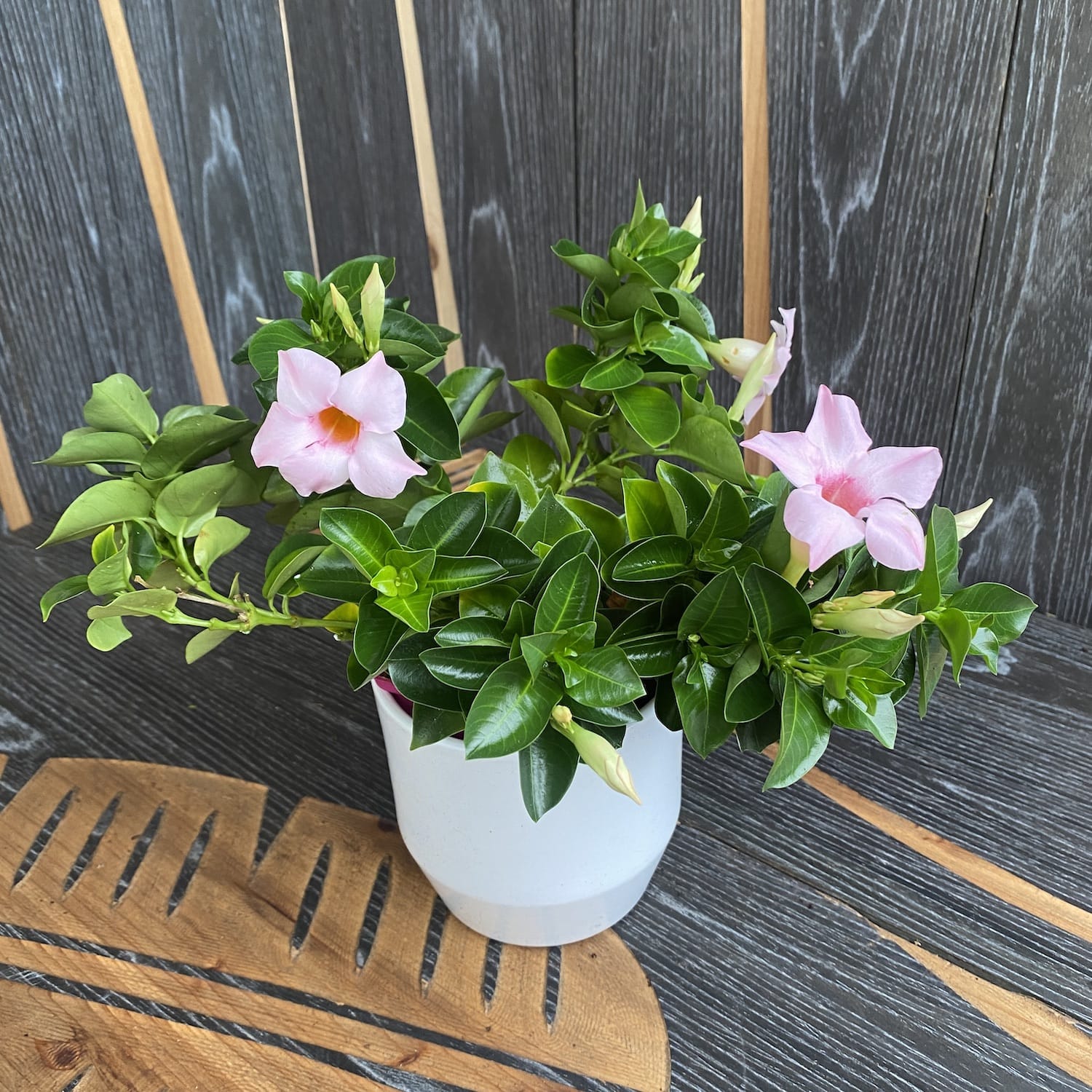 Dipladenia Cream Pink (flori parfumate) - minim 2plante/ghiveci