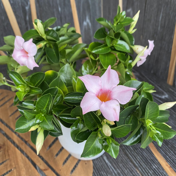 Dipladenia Cream Pink (flori parfumate) - minim 2plante/ghiveci