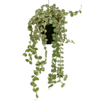 Dischidia nummularia 'Variegata'