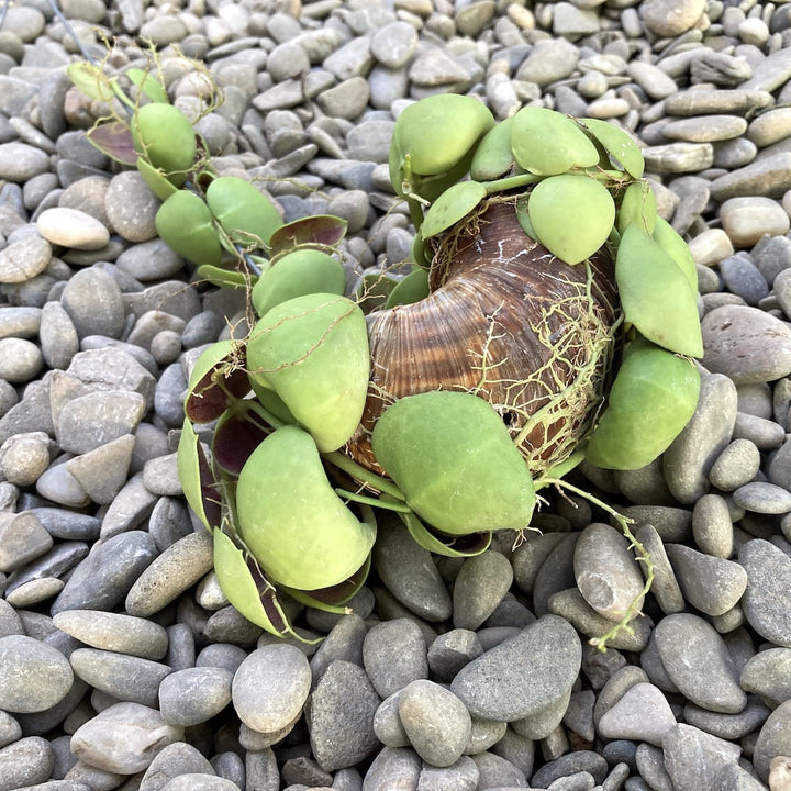 Dischidia Vidalii x Sp. Camiguin Island